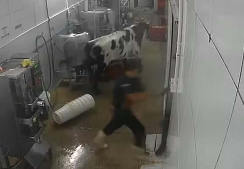Vídeo: vaca invade fábrica no Ceará, persegue funcionários e danifica máquinas 1 vaca invade fábrica no Ceará, persegue funcionários e danifica máquinas - Foto: TV Verdes Mares/Reprodução