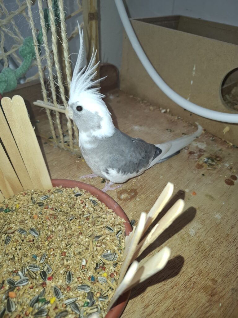 Família oferece recompensa após calopsita sumir em ST 1 Família oferece recompensa após calopsita sumir em ST