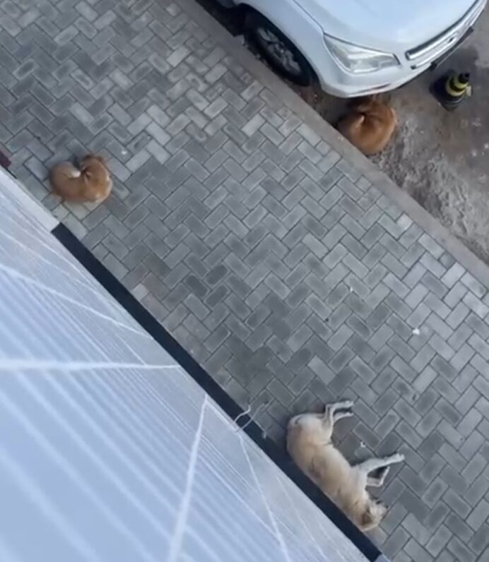 Serra-talhadense se revolta com a quantidade de cachorros no centro