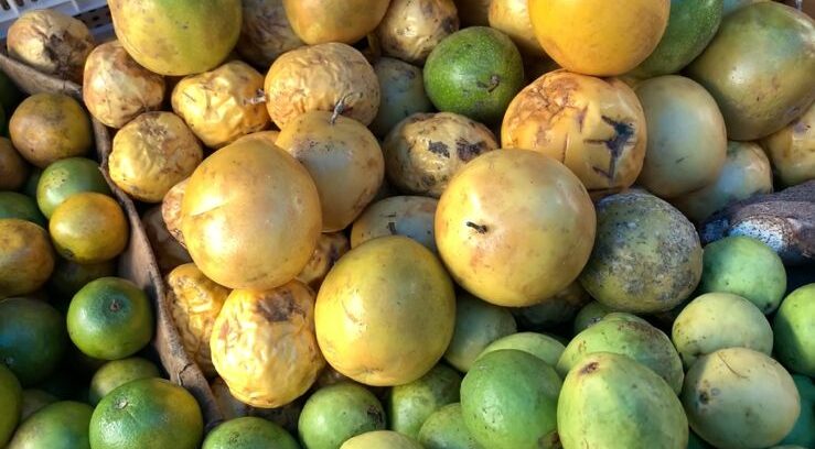 Frutas de época aquecem o comércio em ST e feirantes comemoram