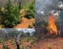 PM incinera mais de dois mil pés de maconha em Cabrobó 3 Foto: Divulgação/PMPE