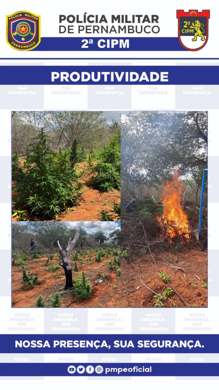PM incinera mais de dois mil pés de maconha em Cabrobó 1 PM incinera mais de dois mil pés de maconha em Cabrobó - Foto: Divulgação/PMPE