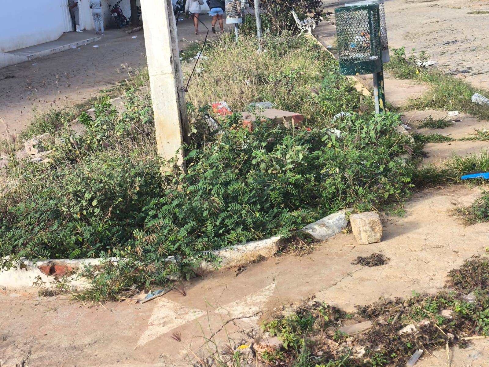 Leitor denuncia matagal em rua de Serra Talhada: "É descaso demais", desabafa