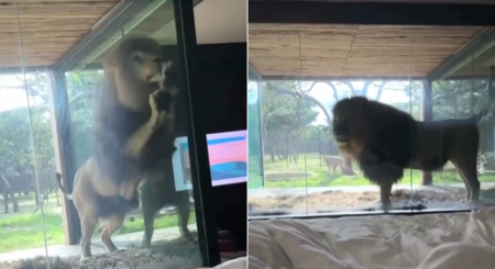 Leão surpreende hóspede ao se aproximar de quarto em resort na África do Sul 1 Leão Foto: Reprodução/ Redes Sociais