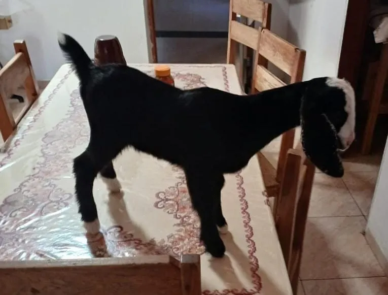 Cabrita é furtada em Floresta, no Sertão, e família oferece recompensa