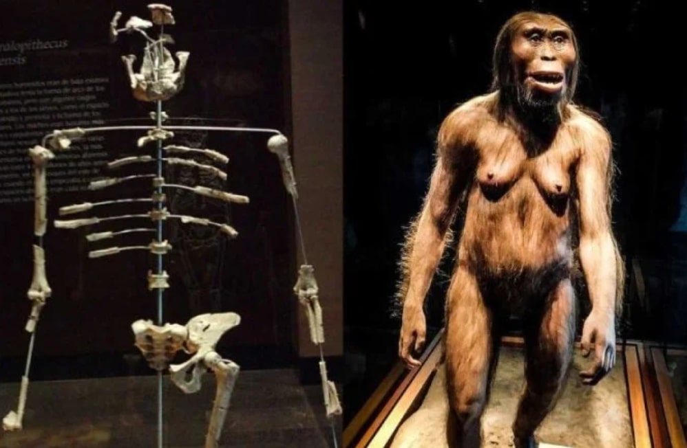 Descoberta na Etiópia muda a história da evolução humana - Foto: Reprodução/Wikimedia Commons