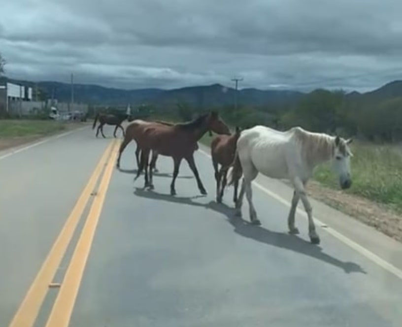 PE-365, em ST, foi tomada por cavalos e riscos de acidente aumentam 1 Foto: Reprodução
