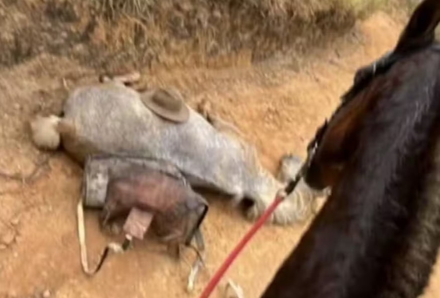 Cavalo morre após ter as quatro patas cortadas e gera revolta nacional 1 Cavalo morre após ter as quatro patas cortadas e gera revolta nacional - Foto: Reprodução/Redes Sociais