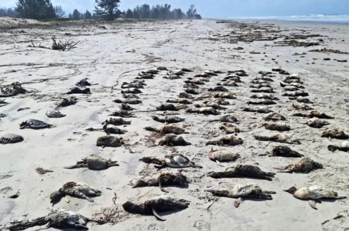 Encalhe em massa: mais de 350 pinguins são encontrados mortos em SP - Foto: Divulgação/Ipec