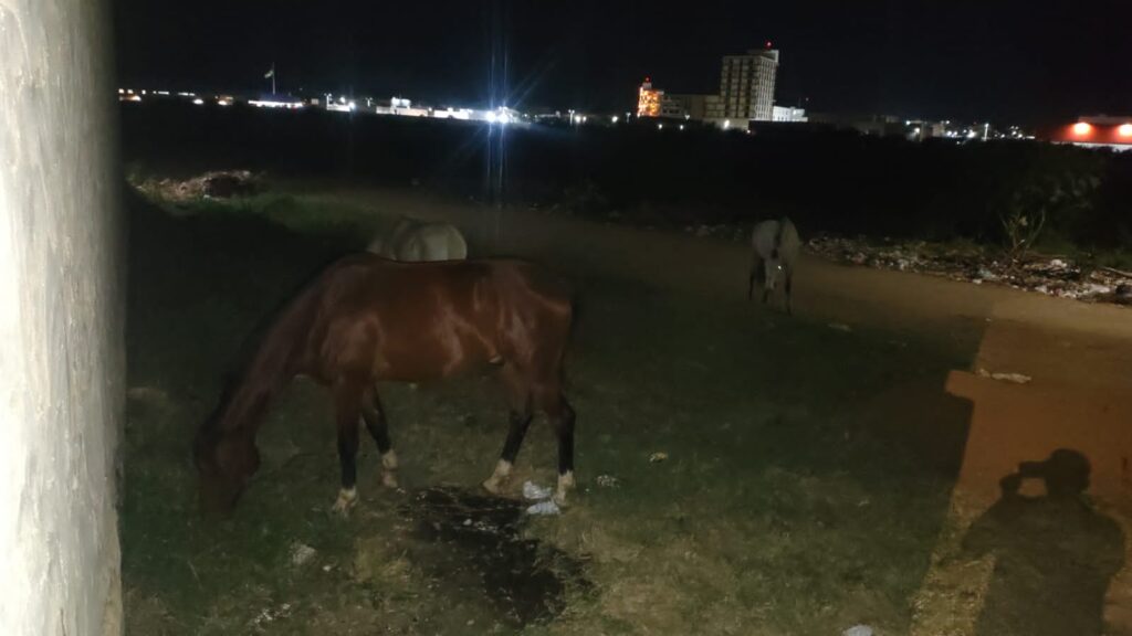 Leitor reclama de animais soltos nas ruas de Serra Talhada e faz cobranças