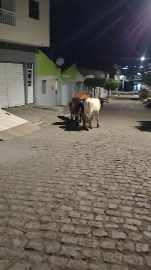 Leitor reclama de animais soltos nas ruas de Serra Talhada e faz cobranças 1 Leitor reclama de animais soltos nas ruas de Serra Talhada e faz cobranças