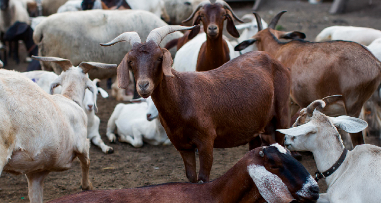 Ministério Público fiscaliza e aponta falhas na Feira de Animais de ST 1 Ministério Público fiscaliza e aponta falhas na Feira de Animais de ST
