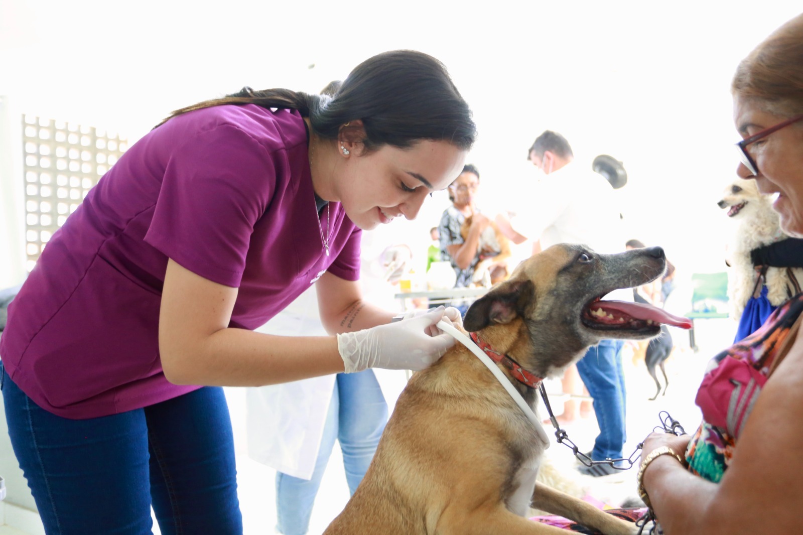 Prefeitura apresenta balanço de ações voltadas à causa animal em ST