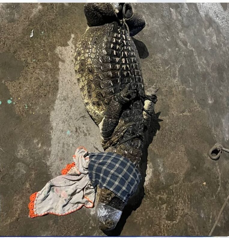 Jacaré de grande porte é resgatado na Zona Sul