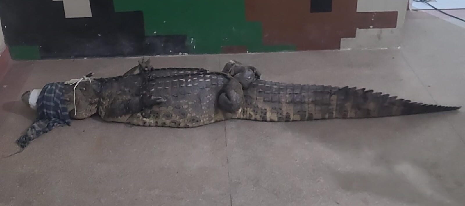 Jacaré de grande porte é resgatado na Zona Sul 1 Fotos: Divulgação/PMPE