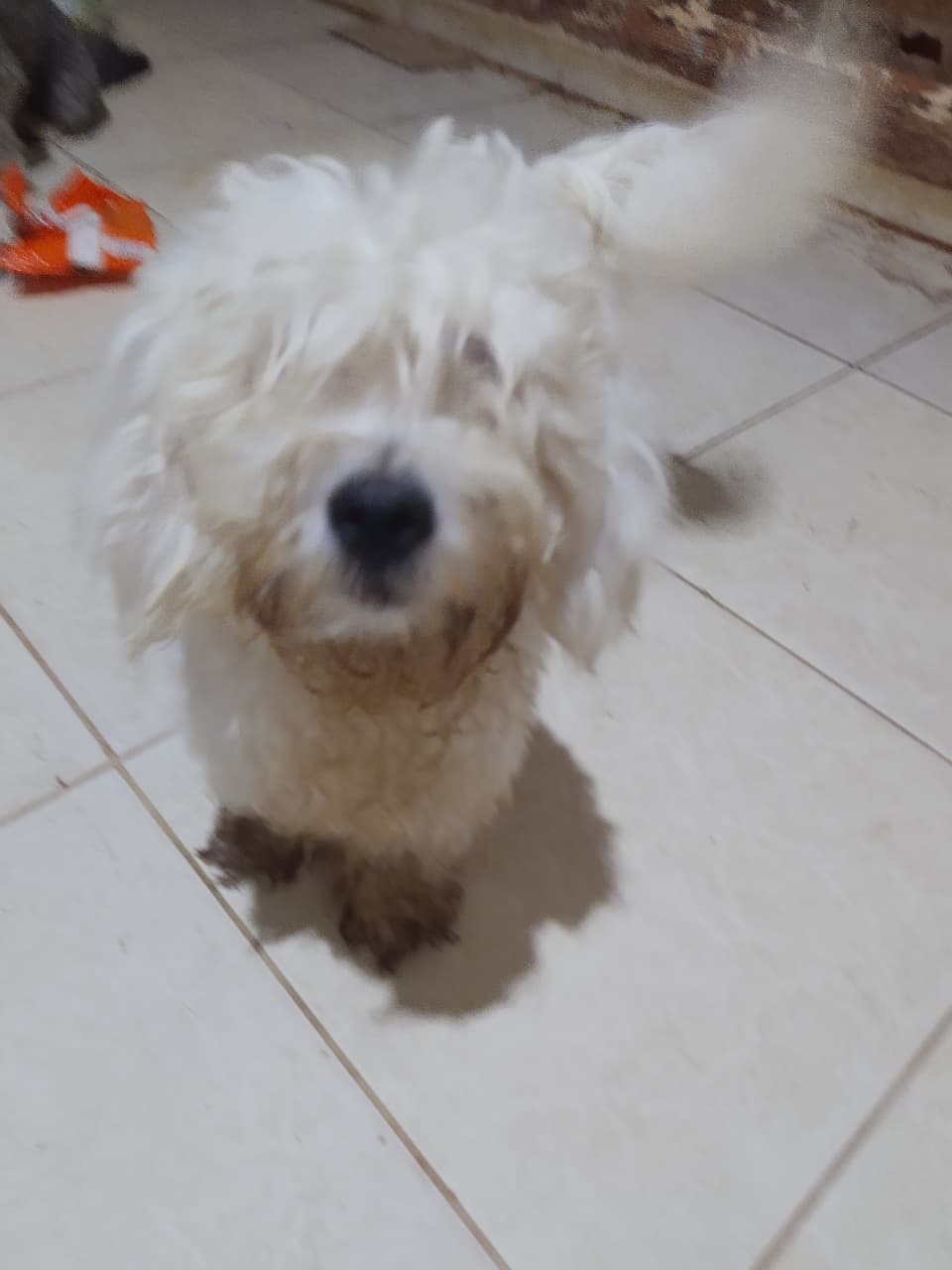 Tutor faz apelo para encontrar cadela desaparecida em ST