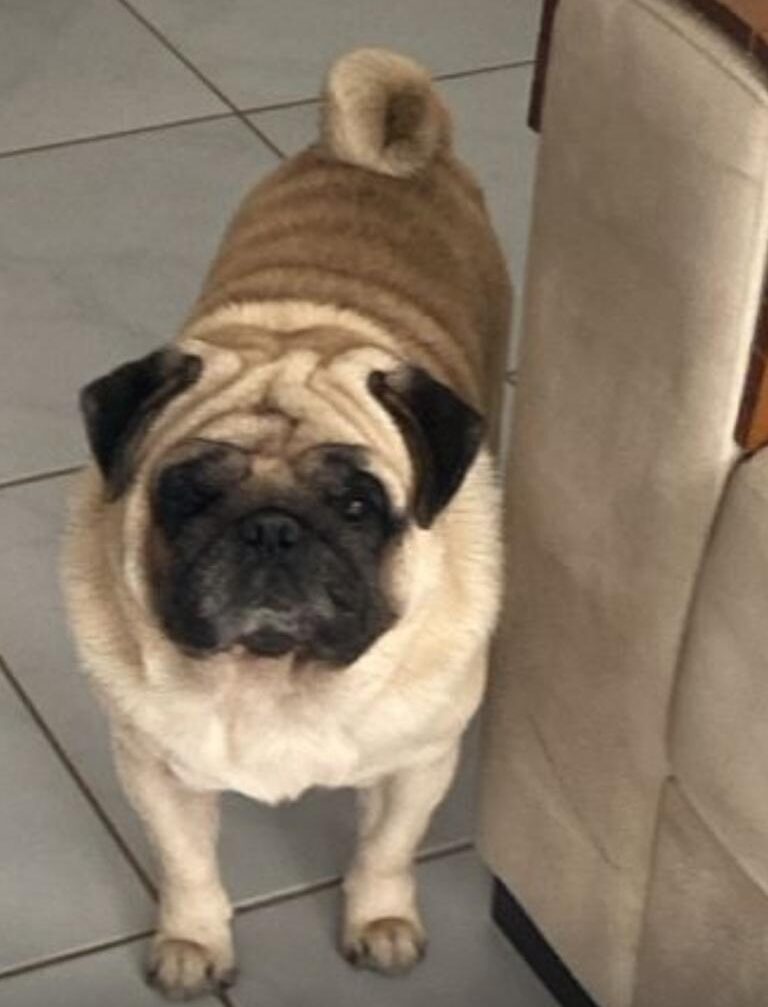 Procura-se cachorro desaparecido em Serra Talhada 1 Procura-se cachorro desaparecido em Serra Talhada