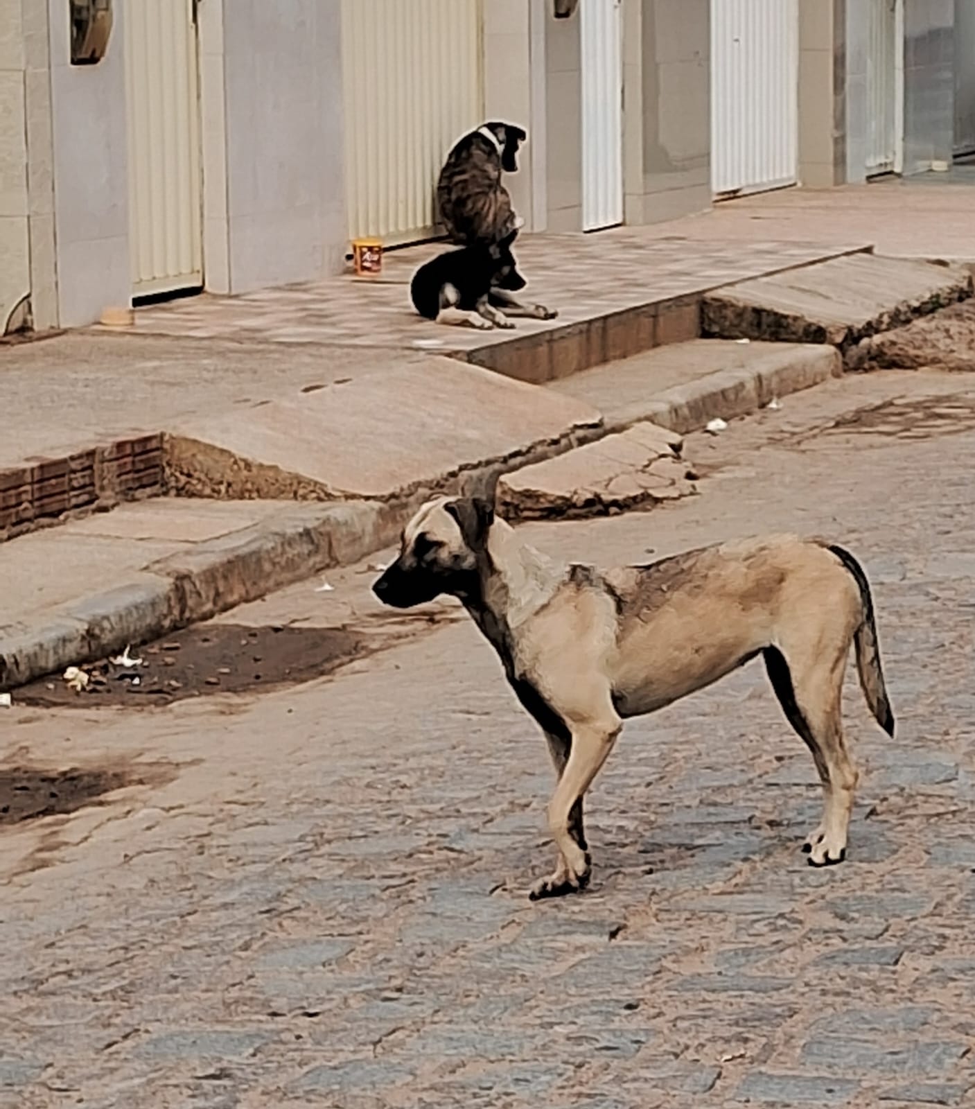 Moradora denuncia agressão de cães nas ruas de ST e cobra ação da PMST 1 Moradora denuncia agressão de cães nas ruas de ST e cobra ação da PMST