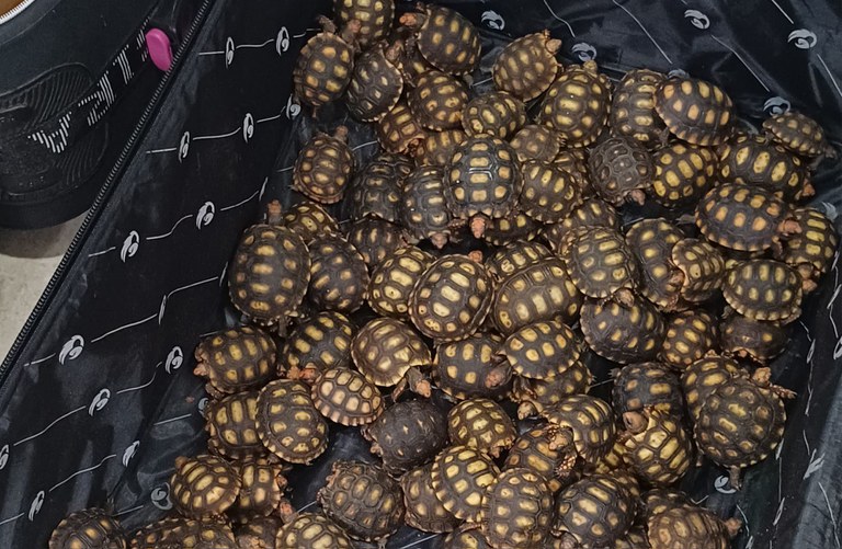 Vídeo: PRF flagra homem com 600 filhotes de jabutis dentro de malas 1 Vídeo: PRF flagra homem com 600 filhotes de jabutis dentro de mala - Foto: Divulgação/PRF