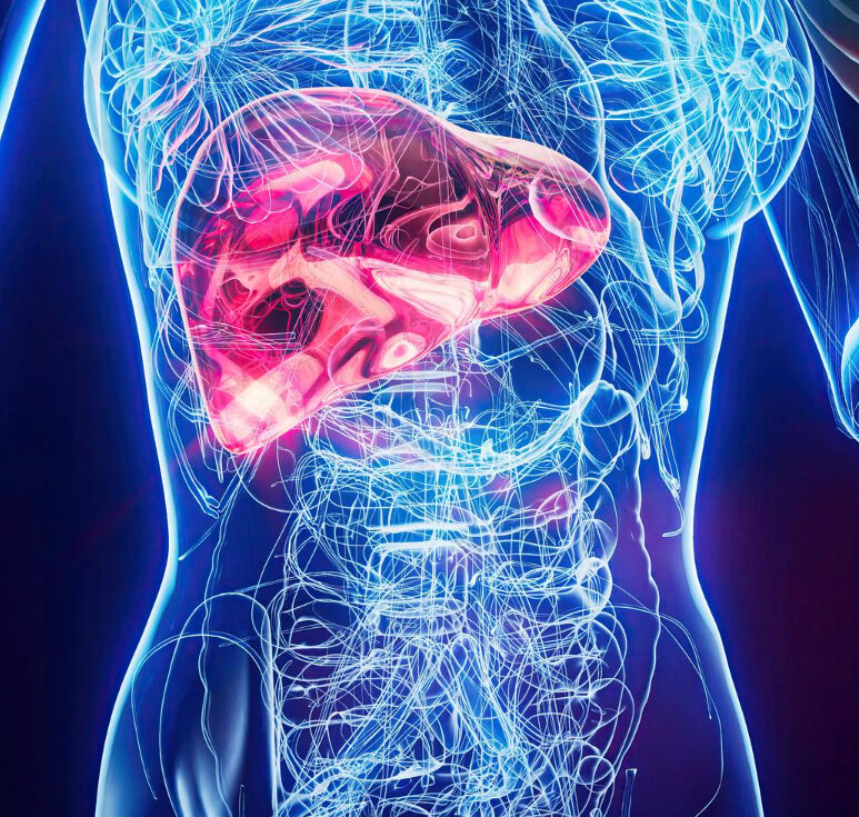 Gordura no fígado: especialistas revelam 5 hábitos para reverter o quadro sem remédios - Foto: Freepik