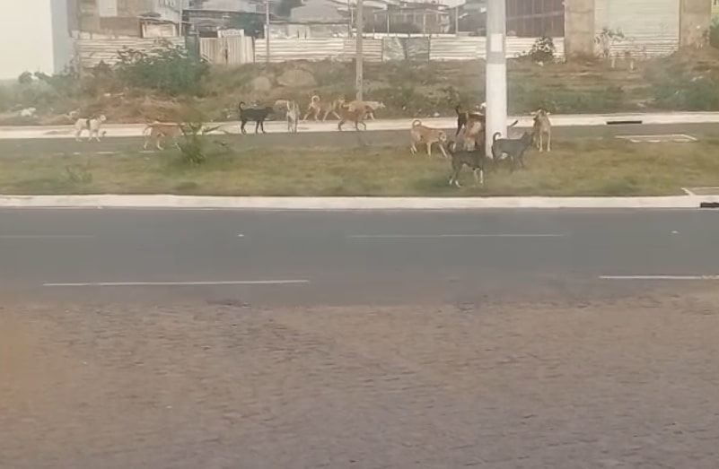 Ataque de cães dificulta entrada de alunos em escola de Serra Talhada 1 Foto: Reprodução