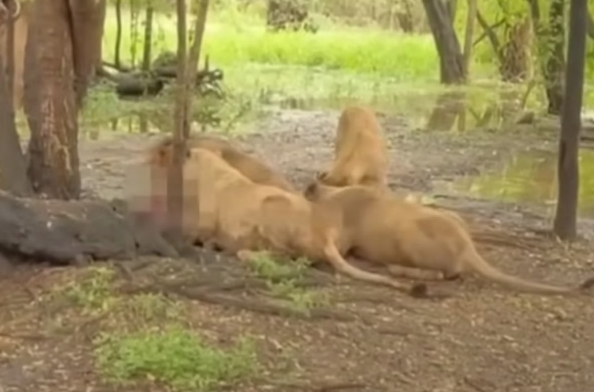 Tratador é morto por leões em ataque no maior zoológico da Tailândia 1 Tratador é morto por leões em ataque no maior zoológico da Tailândia - Foto: Reprodução/Redes Sociais