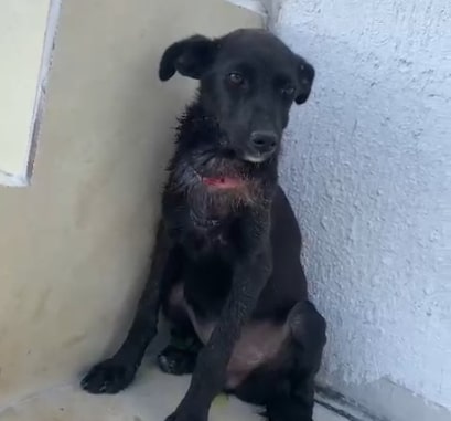 Leitor pede ajuda para filhote de cachorra ferida em Serra Talhada - Foto: Reprodução