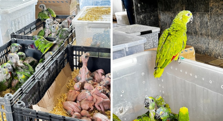Operação resgata mais de 200 aves do tráfico no Sertão 1 Operação resgata mais de 200 aves do tráfico no Sertão - Foto: CPRH/Divulgação