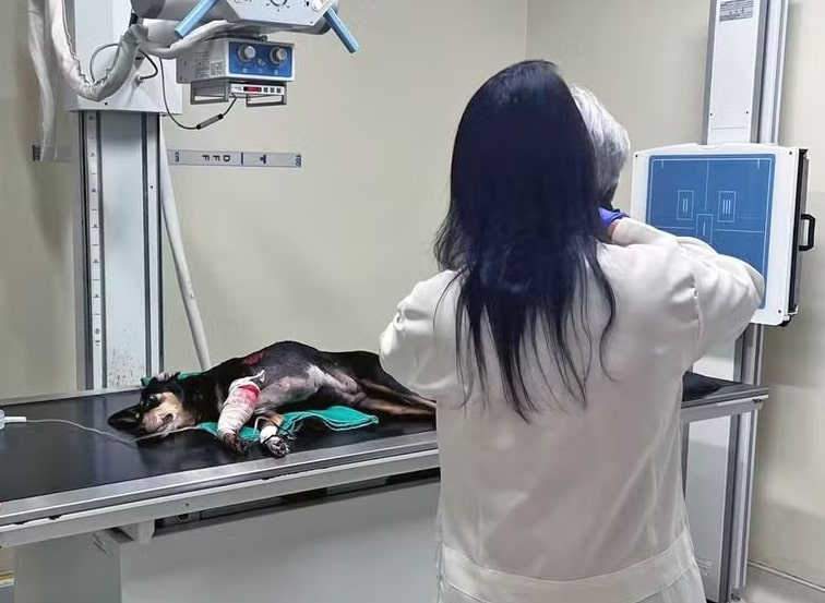 Cachorro é baleado em favela do Rio de Janeiro após ser 'jurado de morte' por traficantes 1 Cachorro é baleado em favela do Rio de Janeiro após ser 'jurado de morte' por traficantes - Foto: Divulgação/Secretaria Municipal de Proteção e Defesa dos Animais