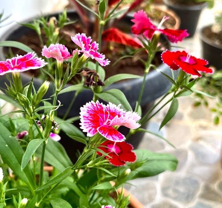 Bem-vinda, Primavera, e todo sentimento que exala da alma