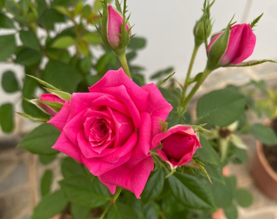 Bem-vinda, Primavera, e todo sentimento que exala da alma 1 Bem-vinda, Primavera, e todo sentimento que exala da alma