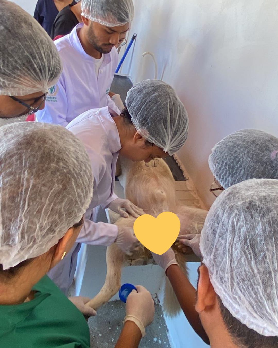 Prefeitura de Santa Cruz realiza 1º Mutirão de Castração de Animais de Rua