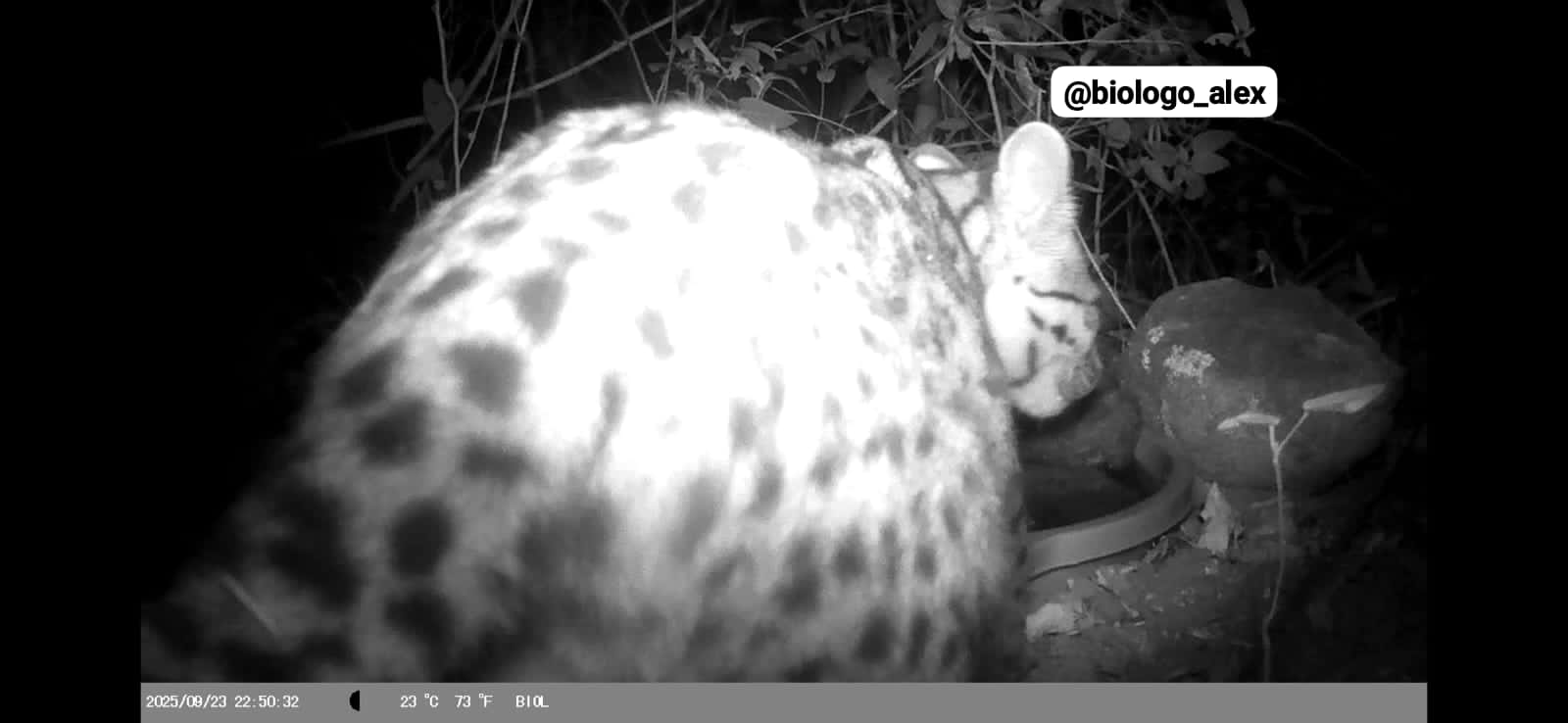 Biólogo faz registra raro e flagra gato do mato em Santa Cruz da B. Verde 1 Biólogo faz registra raro e flagra gato do mato em Santa Cruz da B. Verde