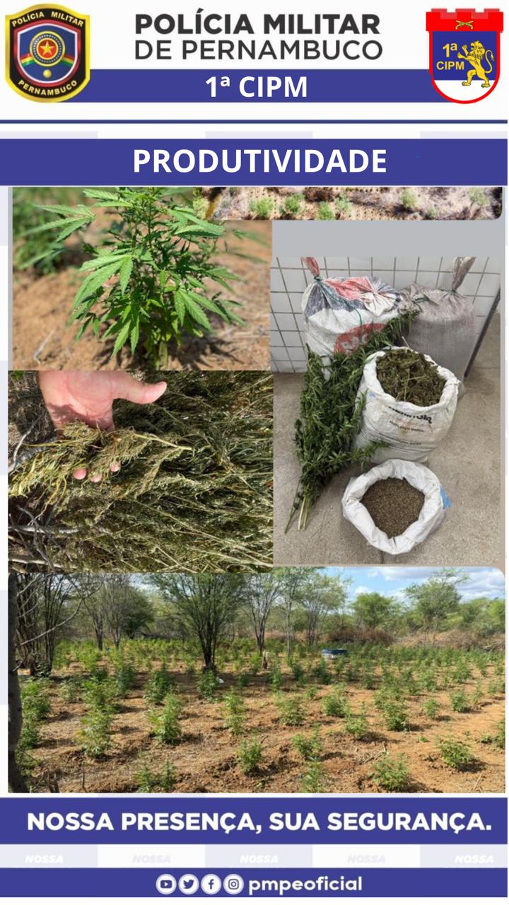 1ª CIPM apreende maconha e incinera plantio em Floresta - Foto: Divulgação/PMPE