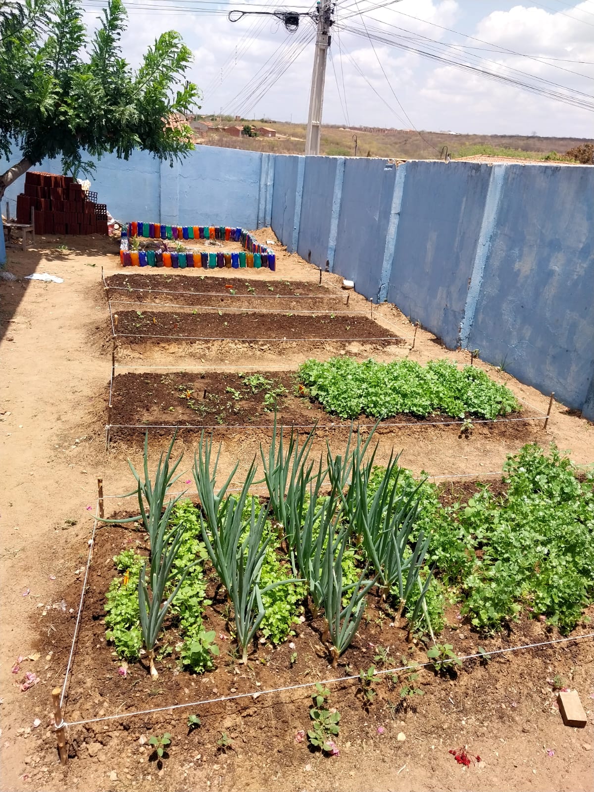 Projeto de horta orgânica une sustentabilidade e educação