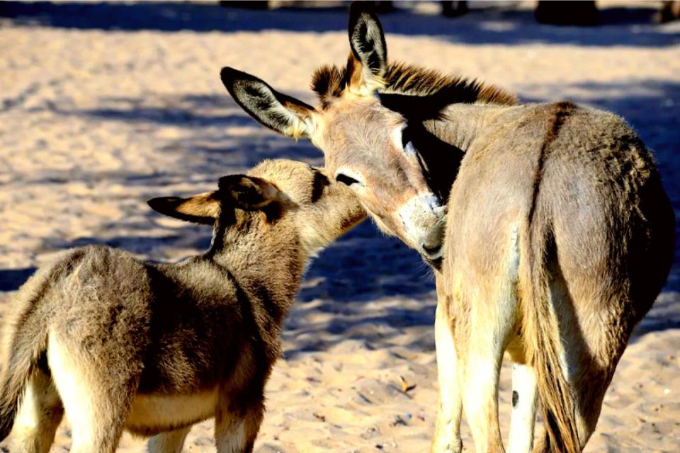 Projeto quer fornecer leite de jumenta para hospitais de PE 1 Projeto quer fornecer leite de jumenta para hospitais de PE - Foto: The Donkey Sanctuary/divulgação