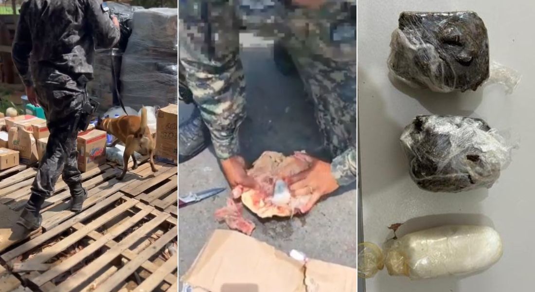 Cão farejador encontra drogas dentro de galinha congelada - Foto: PMPE/Divulgação