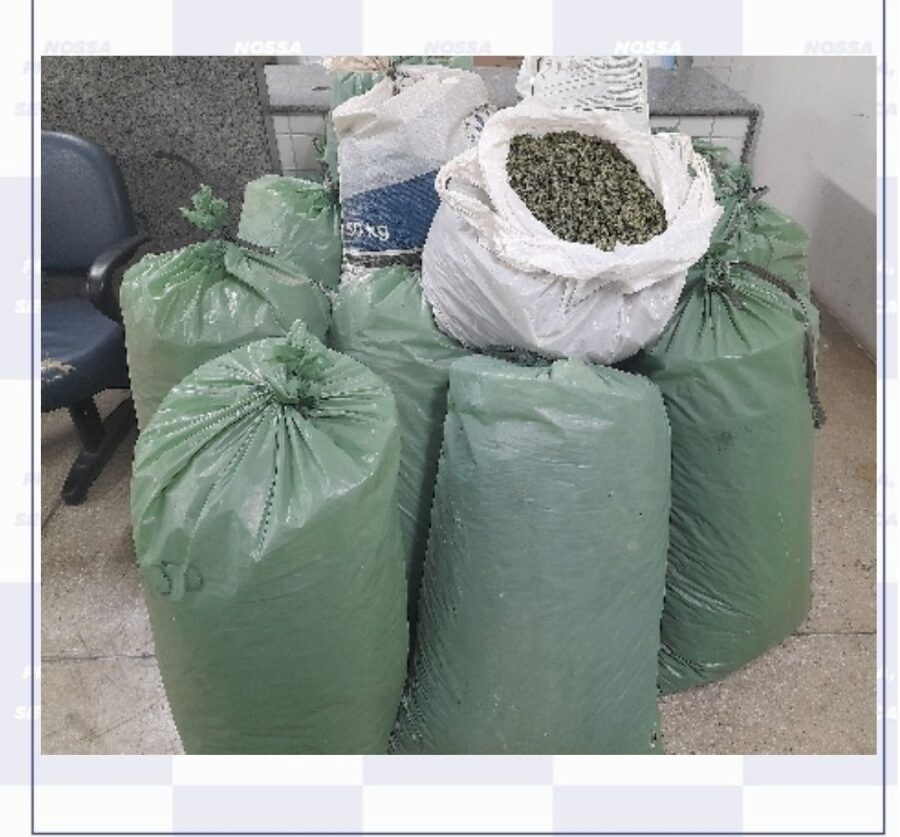 PM e Federal apreendem mais de 133kg de maconha 1 133 quilos de maconha apreendidos pela PM e Polícia Federal