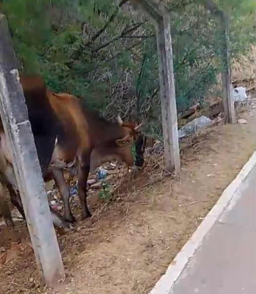 Imagem enviada ao Farol