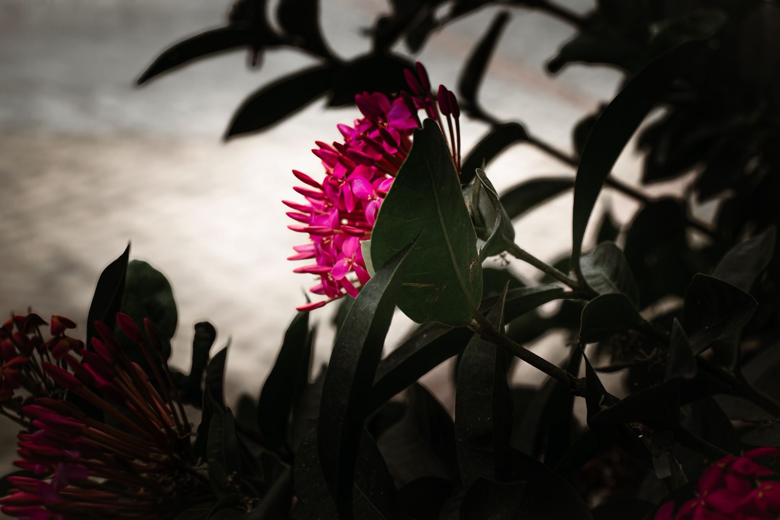 Fotógrafa revela poesia no conturbado dia a dia do centro de Serra Talhada 1 Fotógrafa revela poesia no conturbado dia a dia do centro de Serra Talhada