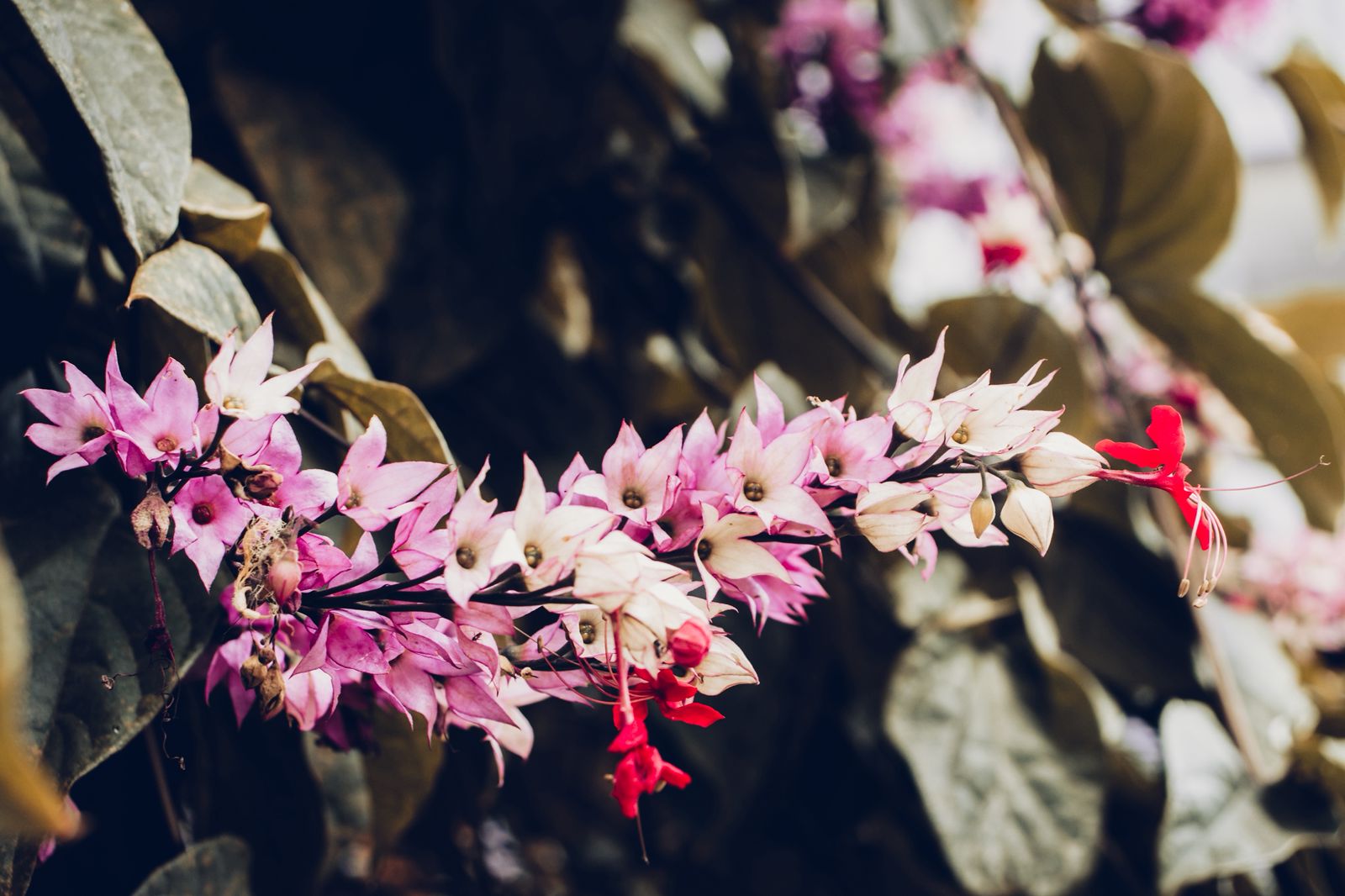 Fotógrafa revela poesia no conturbado dia a dia do centro de Serra Talhada