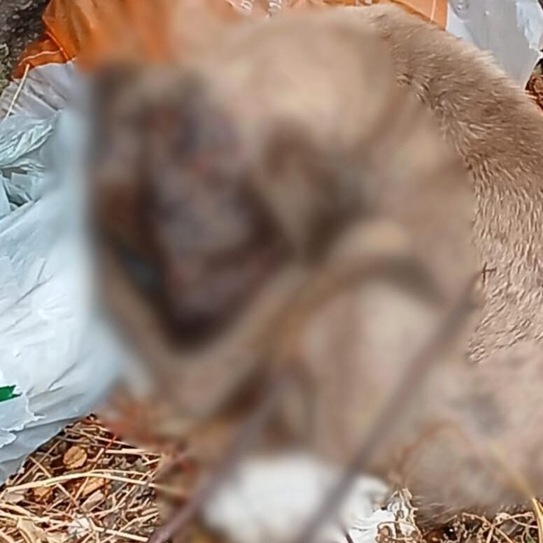 Moradora faz apelo público em defesa de animal doente em Serra Talhada