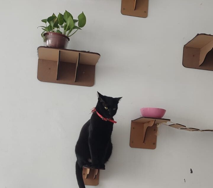 Tutora faz apelo para encontrar gata desaparecida em Serra Talhada