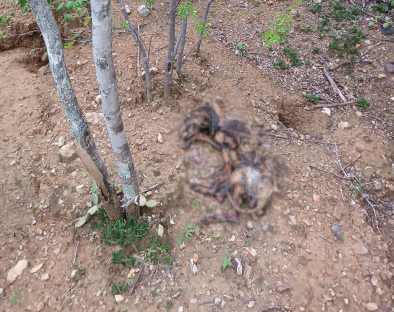 Serra Talhada registra envenenamento de animais em área protegida 1 envenenamento de animais em Serra Talhada