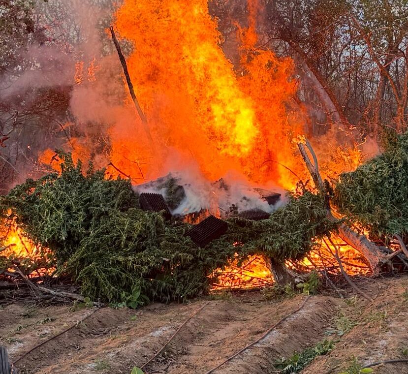 PM incinera mais uma plantação de maconha no Sertão 1 PM incinera mais uma plantação de maconha no Sertão - Foto: Divulgação/PMPE