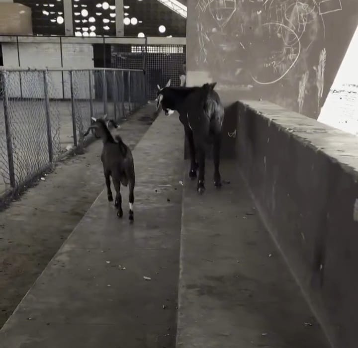 Vídeo: Vereador expõe abandono de equipamento público em ST