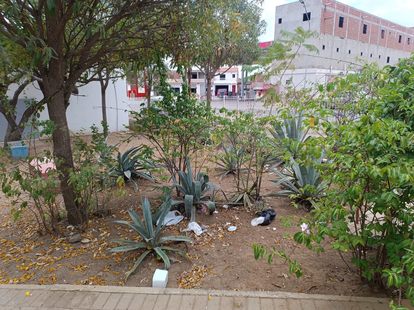 Leitora denuncia acúmulo de lixo próximo ao CRAS da Caxixola