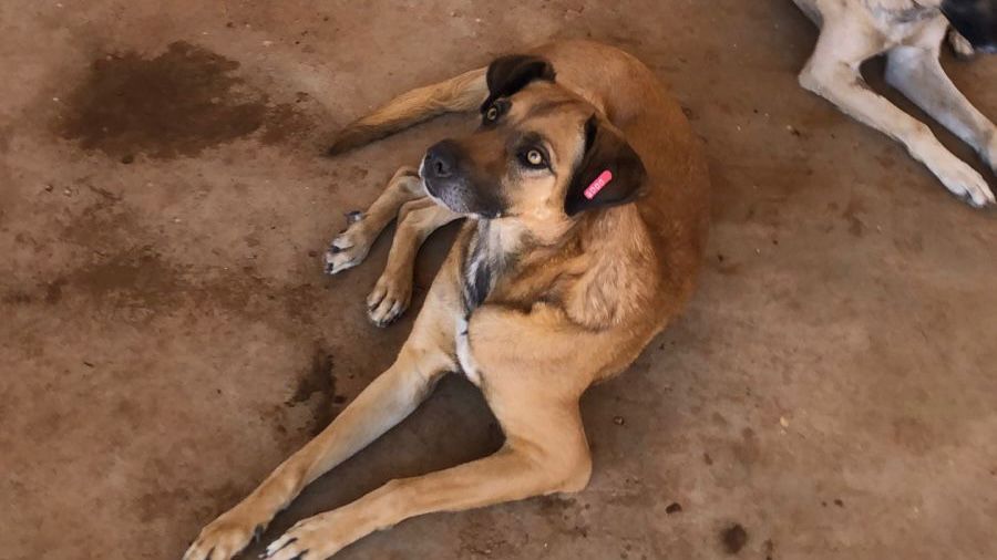 Santa Cruz realiza 2º Mutirão de Castração de Cães de Rua