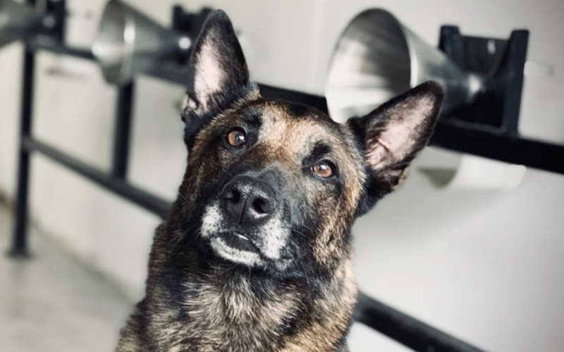 projeto cães cancer de mama