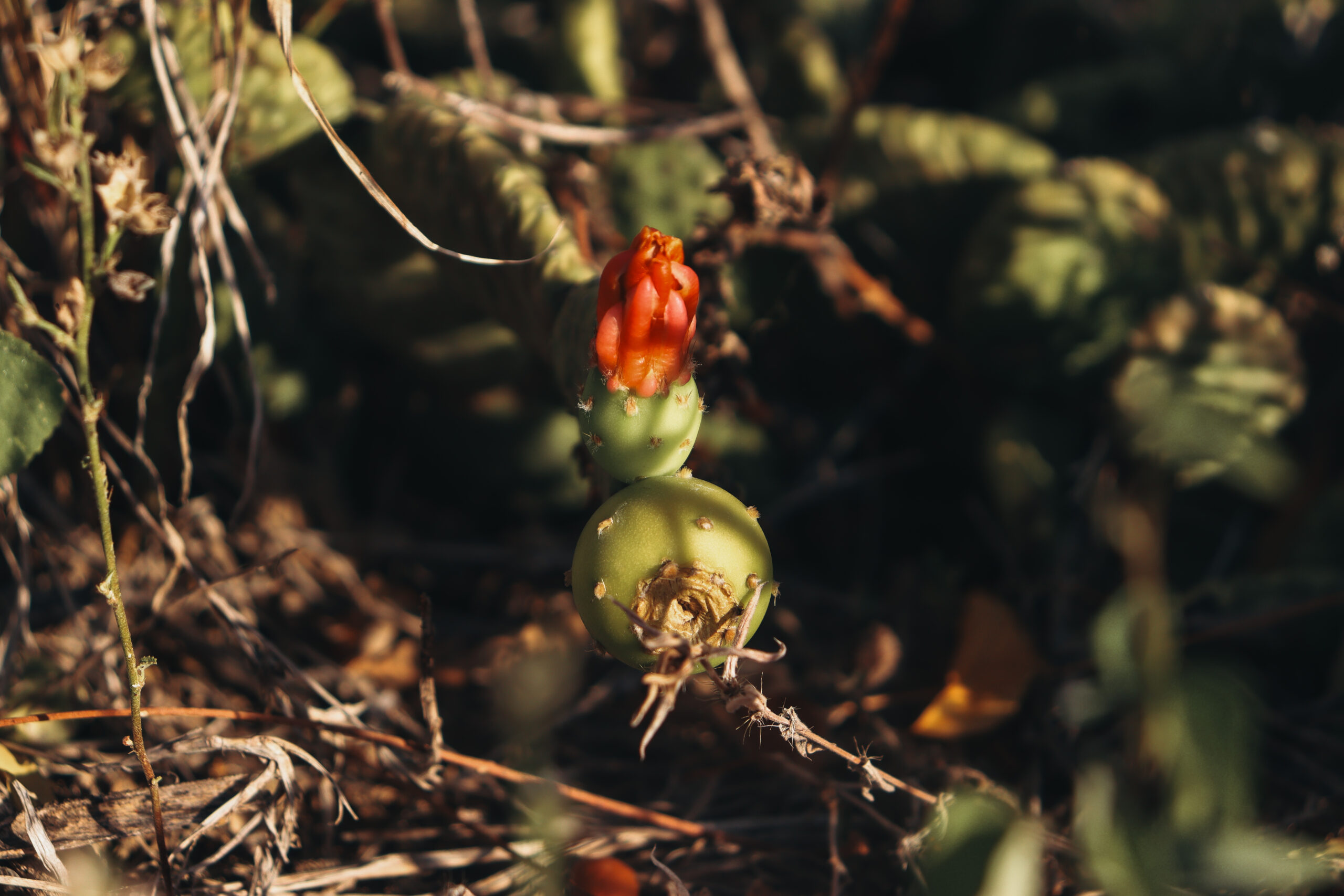 Imagens poéticas da fotojornalista do Farol evocam a saudade de casa
